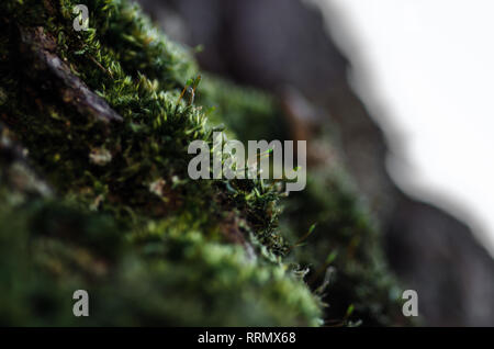 Detail von Moos und Sonnenlicht mit Bokeh und Makro Nahaufnahme Stockfoto