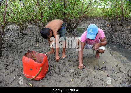 Atins, Brasilien - 12. Januar 2019: Mann, Austern auf die Mangroven von Atins in Brasilien sammelt Stockfoto