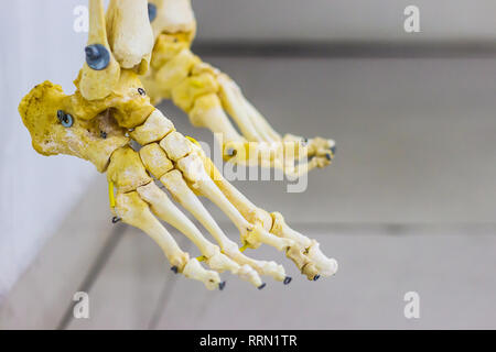 Artikuliert tarsal Mittelfuß und phalangen Knochen zeigen menschlichen Fuß Anatomie in weißer Hintergrund Stockfoto