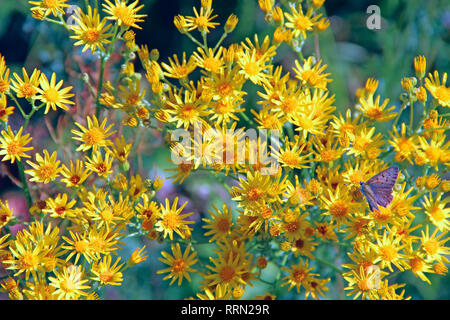 Blumen von Maculata vulgaris. Gelbe blumen Senico extensa in Tröpfchen von Tau. Extensa vulgaris von Tropfen von Wasser bedeckt. Schmetterling silber-Stud Stockfoto