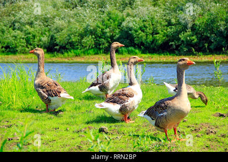 Gänse auf der Wiese in der Nähe des Flusses. Flug des weißen Hauses Gänse auf grünem Gras der Wiese. Bauernhof Vögel. Graugänse auf Gras. Heimische Vögel auf der Weide im Sommer Stockfoto