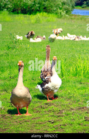 Gänse auf der Wiese in der Nähe des Flusses. Flug des weißen Hauses Gänse auf grünem Gras der Wiese. Bauernhof Vögel. Graugänse auf Gras. Heimische Vögel auf der Weide im Sommer Stockfoto