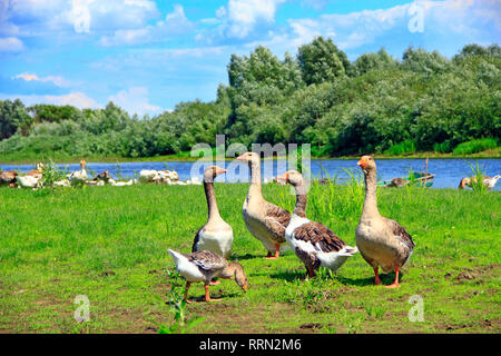 Gänse auf der Wiese in der Nähe des Flusses. Flug des weißen Hauses Gänse auf grünem Gras der Wiese. Bauernhof Vögel. Graugänse auf Gras. Heimische Vögel auf der Weide im Sommer Stockfoto