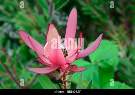 Leucadendron Safari Sunset Blume Stockfoto