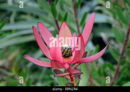 Leucadendron Safari Sunset Blume Stockfoto