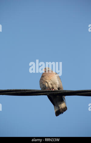 Eine einzelne woodpigeon, Columba Palumbus, sitzen auf den Telefonleitungen im Februar vor einem blauen Himmel. Es scheint eine beschädigte oder verformte Schnabel zu haben. Die w Stockfoto