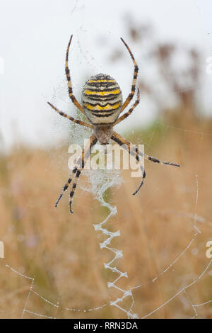 Ein Wasp spider Argiope Bruennichi, in seiner Web in der Morgendämmerung in Tautropfen bedeckt. Dorset England UK GB. Die Wasp Spider ist ein buntes, nicht-native Spider tha Stockfoto