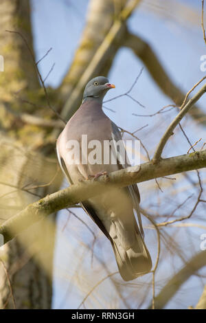 Eine einzelne woodpigeon, Columba Palumbus, in einem Baum im Februar in der Nähe von Häusern thront. Die woodpigeon können in ländlichen und städtischen Gebieten und seinen Pop gefunden werden Stockfoto