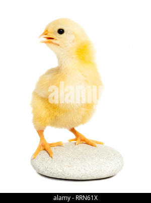 Kleine Küken Tier isoliert auf weißem Stockfoto