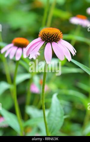 Zwei Coneflowers im Garten. Echinacea purpurea und Lila coneflowers Blumenbeet mit kopieren. Echinacea Nutzen und Gebrauch. Stockfoto