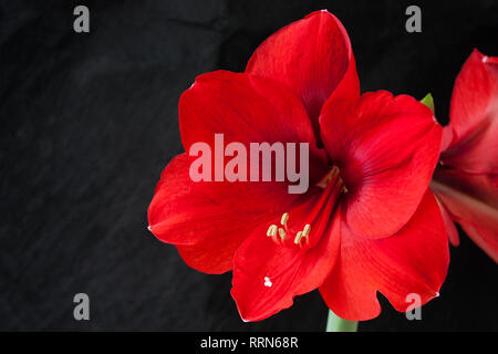 Rote Hibiskusblüten auf schwarzem Hintergrund Stockfoto