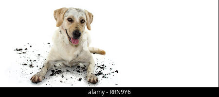 Lustige SCHMUTZIG MIXEDBRED GOLDEN ODER LABRADOR RETRIEVER UND MASTIFF HUND, NACH DEM SPIEL IN ein SCHLAMMLOCH, schuldig. Isoliert gegen den weißen Hintergrund. Stockfoto