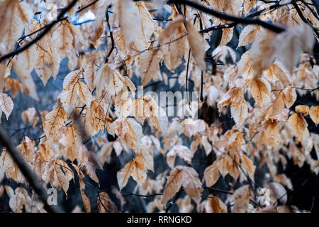 Winter Laub von einem amerikanischen Buche. Yates Mühle County Park, Raleigh, North Carolina. Stockfoto