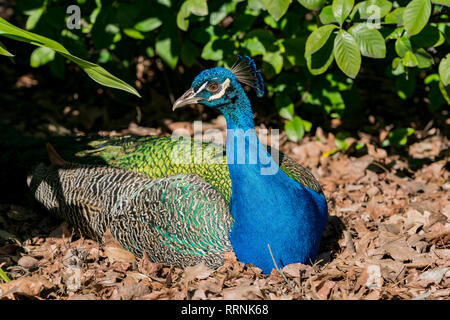 Peacock sitzen im Wald bei Los Angeles, Kalifornien Stockfoto