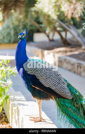 Peacock sitzen im Wald bei Los Angeles, Kalifornien Stockfoto