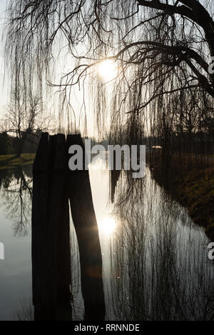 Trauerweiden auf dem Fluss bei Sonnenuntergang Stockfoto