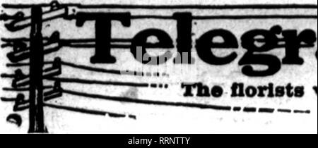 . Floristen Review [microform]. Blumenzucht. August 26, 1915. Die Floristen Review 45. Bitte beachten Sie, dass diese Bilder sind von der gescannten Seite Bilder, die digital für die Lesbarkeit verbessert haben mögen - Färbung und Aussehen dieser Abbildungen können nicht perfekt dem Original ähneln. extrahiert. Chicago: Floristen Pub. Co Stockfoto