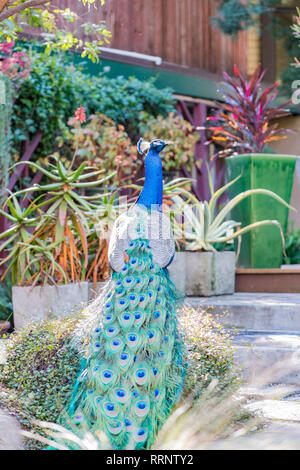 Peacock sitzen im Wald bei Los Angeles, Kalifornien Stockfoto