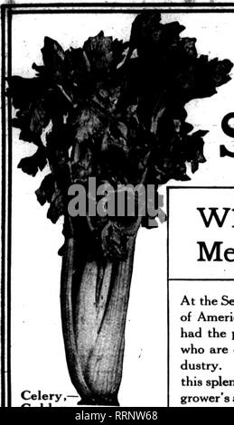 . Floristen Review [microform]. Blumenzucht. Januaby 28, 191 C. Die Floristen Review 65. Sellerie, - Goldene Self-Blanching Fordhook Bush Lima. Bitte beachten Sie, dass diese Bilder sind von der gescannten Seite Bilder, die digital für die Lesbarkeit verbessert haben mögen - Färbung und Aussehen dieser Abbildungen können nicht perfekt dem Original ähneln. extrahiert. Chicago: Floristen Pub. Co Stockfoto