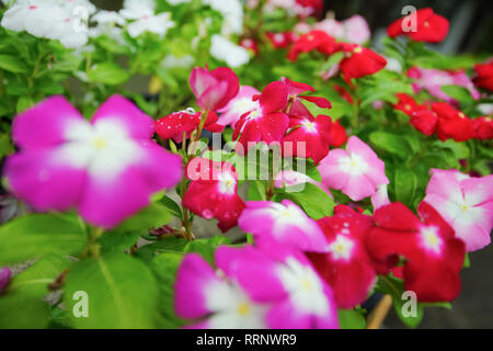 Geschlossen bis Bunte Catharanthus roseus, Madagaskar periwinkle oder Rose periwinkle Flower. Stockfoto