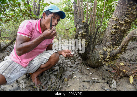 Atins, Brasilien - 12. Januar 2019: Mann, Austern auf die Mangroven von Atins in Brasilien sammelt Stockfoto