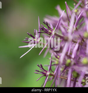 Ein Lila Lila Galtonia candicans Globus Blume Nahaufnahme Detail Profil Oberfläche der äußeren Rand überstehenden Blumenstengel Stockfoto