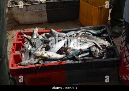 Frisch Sardinellen, eine Heftklammer traditionelle Speisen und eine wichtige Quelle von Proteinen im Mai westafrikanischen Ländern gelandet Stockfoto