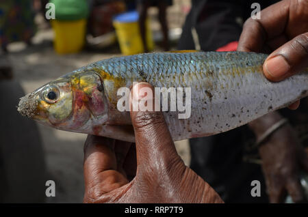 Frisch Sardinellen, eine Heftklammer traditionelle Speisen und eine wichtige Quelle von Proteinen im Mai westafrikanischen Ländern gelandet Stockfoto