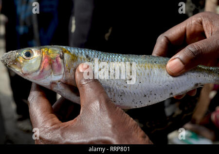 Frisch Sardinellen, eine Heftklammer traditionelle Speisen und eine wichtige Quelle von Proteinen im Mai westafrikanischen Ländern gelandet Stockfoto