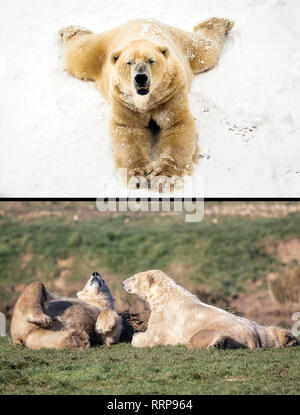 Composite Foto von Victor der Eisbär, genießen Sie den Schnee an der Yorkshire Wildlife Park in Doncaster, South Yorkshire am 28/02/18 (oben), während das Tier aus dem Osten, und Eisbären Pixel und Nissan an der gleichen Wildlife Park am 25/02/19 wie Großbritannien erfahrene rekordverdächtige Temperaturen nach Dienstag, dem wärmsten Winter Tag wurde auf Aufzeichnung. Stockfoto