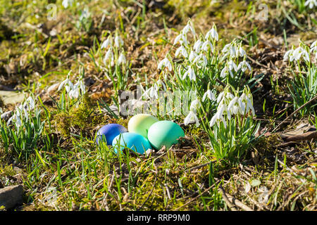 Ostereier und Schneeglöckchen, natürliche Umgebung. Stockfoto