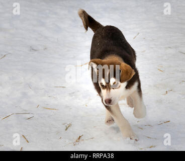 Bilder aus um Fairbanks und die Chena Hot Springs Stockfoto