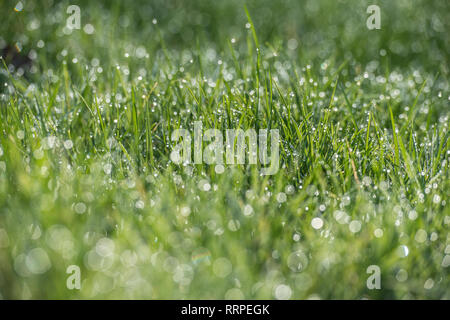 Tau auf Gras Stockfoto