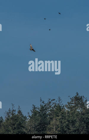 Bussard wird von Saatkrähen und Krähen gedrängt Stockfoto