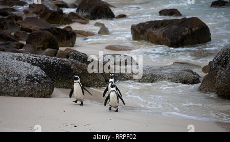 Drei lustige Afrikanische Pinguin Spheniscus demersus am Boulders Beach in der Nähe von Kapstadt Südafrika zurück aus dem Meer Stockfoto