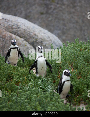 Drei lustige Afrikanische Pinguin Spheniscus demersus am Boulders Beach in der Nähe von Kapstadt Südafrika gehen zwischen den grünen Sträuchern. pinguine Warteschlange auf dem Pfad Stockfoto