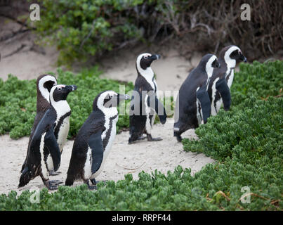 Spheniscus demersus Afrikanische Pinguin Kolonie am Boulders Beach in der Nähe von Kapstadt Südafrika gehen zwischen den grünen Büschen Stockfoto