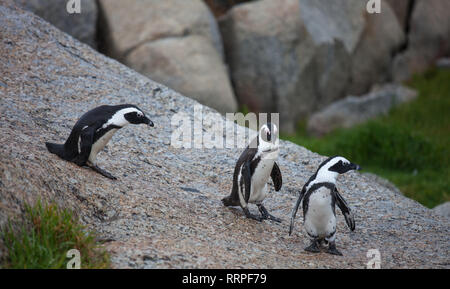 Drei afrikanischen Pinguine Spheniscus demersus am Boulders Beach in der Nähe von Kapstadt Südafrika Fahrt von Steinen Stockfoto