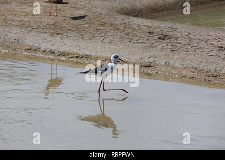 Schwarz geflügelte Stelzen Fütterung in den Salinen, Portugal, Stockfoto