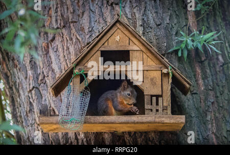 Eindringling Eichhörnchen im Bird House essen Stockfoto