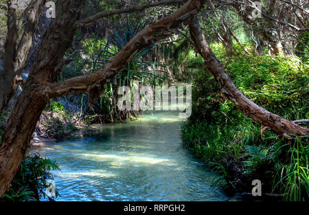 Regenwald creek Teich mit blauen Wasser genannt Eli Creek auf Fraser Island Australien Stockfoto