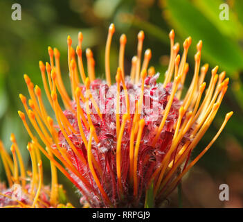 Closeup helle rote und gelbe Protea Blumen auf Pflanze mit Blättern im Hintergrund Südafrika. Kapstadt. Nadelkissen Protea Stockfoto