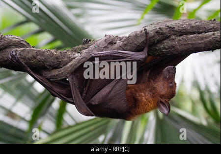 Große malaiische Flying Fox Nahaufnahme Porträt hängt mit der Oberseite nach unten. Pteropus Stockfoto