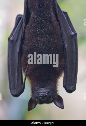 Große malaiische Flying Fox Nahaufnahme Porträt hängt mit der Oberseite nach unten. Pteropus Stockfoto