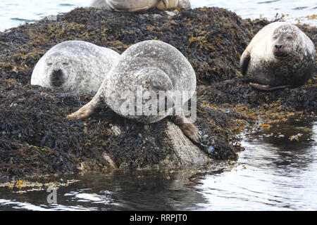 Gruppe von wilden Atlantischen Dichtungen liegen auf Felsen wilden Atlantik, County Cork, Irland Stockfoto