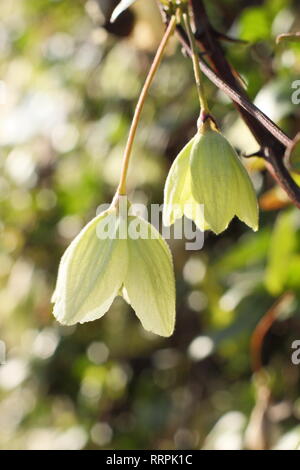 Clematis cirrhosa 'Wisley Cream'. Winter Blüten der Clematis Wisley Sahne in einen Englischen Garten, Großbritannien. Hauptversammlung Stockfoto