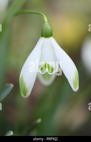 Galanthus "Viridapice'. Duftende Blüte Schneeglöckchen Viridapice, mit unverwechselbaren grünen Markierungen auf äußere Segmente, in einem Wintergarten, Großbritannien Stockfoto