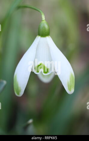 Galanthus "Viridapice'. Duftende Blüte Schneeglöckchen Viridapice, mit unverwechselbaren grünen Markierungen auf äußere Segmente, in einem Wintergarten, Großbritannien Stockfoto