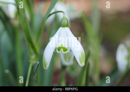 Galanthus "Viridapice'. Duftende Blüte Schneeglöckchen Viridapice, mit unverwechselbaren grünen Markierungen auf äußere Segmente, in einem Wintergarten, Großbritannien Stockfoto