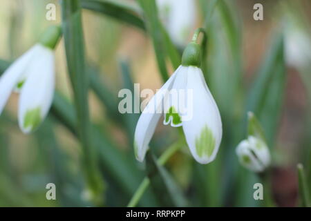 Galanthus "Viridapice'. Duftende Blüte Schneeglöckchen Viridapice, mit unverwechselbaren grünen Markierungen auf äußere Segmente, in einem Wintergarten, Großbritannien Stockfoto